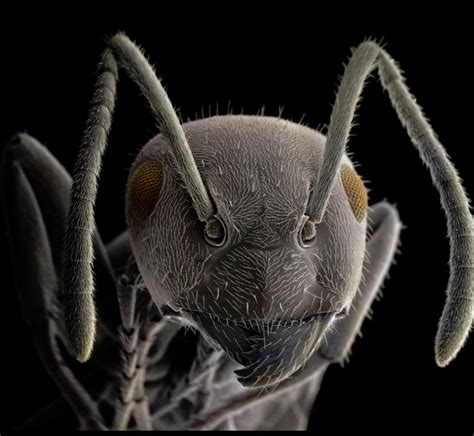 Observing Ants Under The Microscope » Microscope .